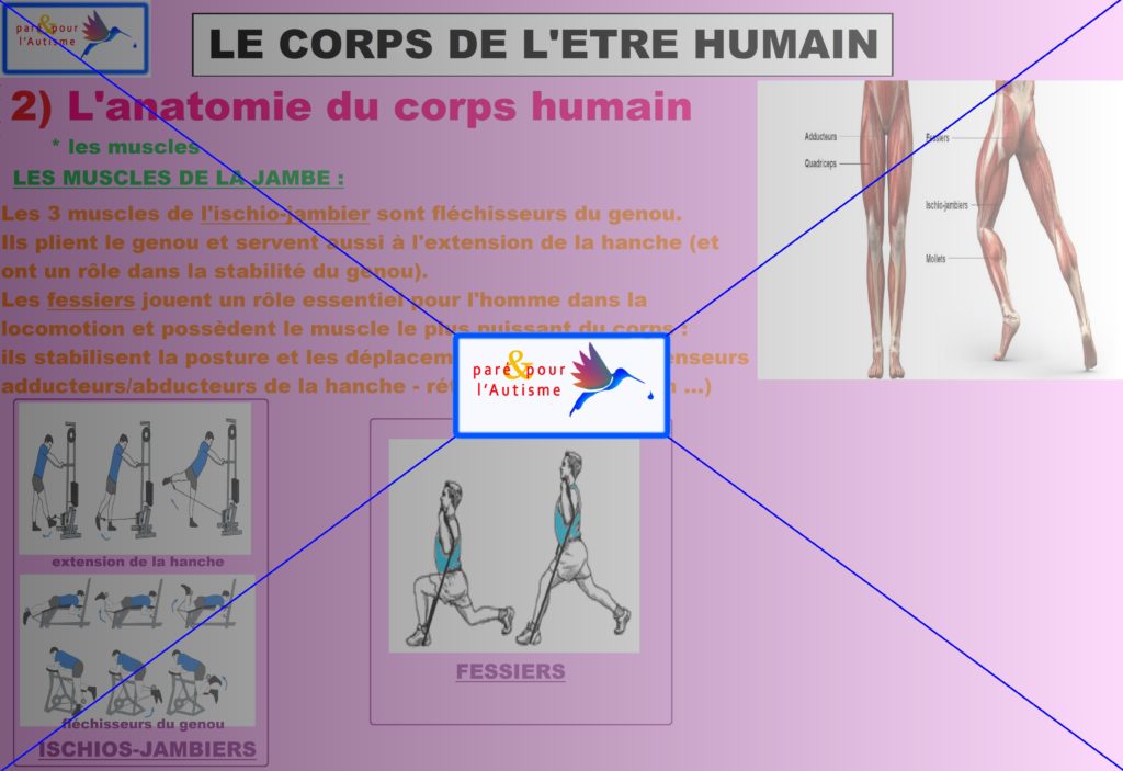 les muscles du corps humain 6